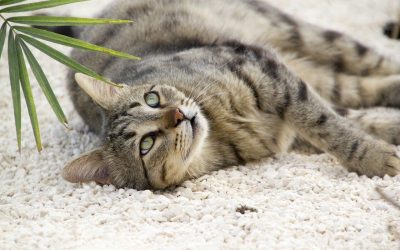 Non-Toxic Plants for Pets